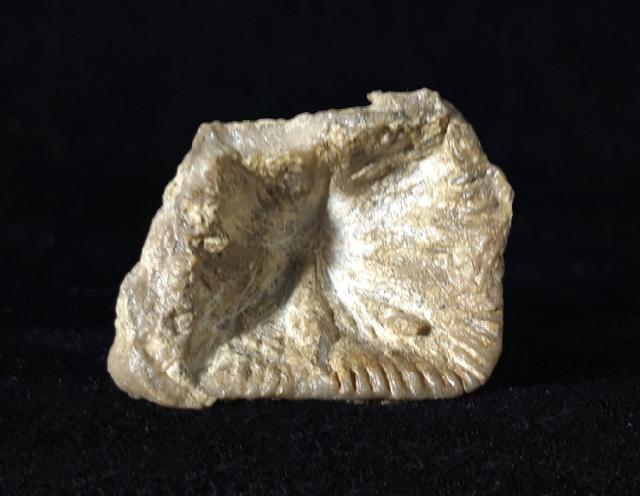 Goniophyllum pyramidale (HISINGER 1831) - Bild © FossNet FossilienStore